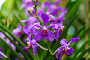 proche en haut coup de une violet fleur photo