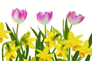 fleurs printanières colorées lumineuses de jonquilles et de tulipes isolées sur fond blanc. photo