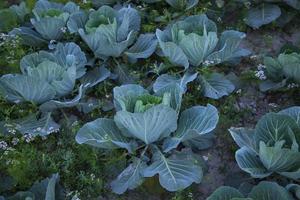 chou champ dans le jardin. vert chou croissance dans le jardin photo