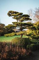 pinus se contorsionner dans une chinois jardin photo