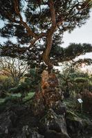 majestueux des arbres dans une chinois jardin pendant printemps photo