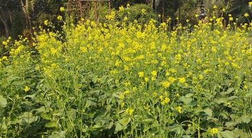 Jaune fleurs brillant colza sur lumière du jour à Dhaka Université dans bangladesh photo