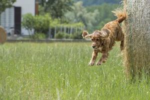 heureux chien cocker anglais en courant vers vous photo