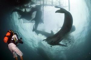 requin baleine gros plan portrait sous l'eau photo