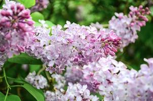 lilas fleurs grandir sur une buisson sur une ensoleillé journée photo