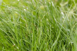 vert herbe avec rosée. printemps Contexte photo