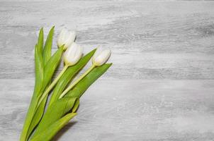 bouquet de blanc tulipes sur une gris Contexte photo