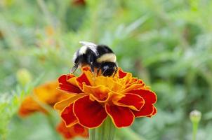 une bourdon est assis sur une fleur et recueille pollen. Naturel pollinisation de fleurs. photo