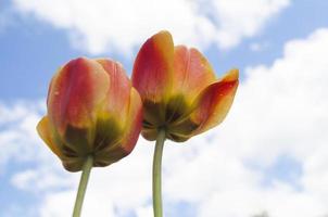 Jaune tulipe contre le bleu ciel. magnifique Soleil dans le ciel brille plus de le fleur photo