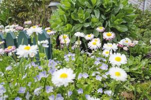 fleurs grandir près une petit clôture dans le ouvert photo