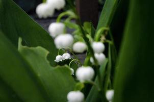 blanc fleurs de lys de le vallée parmi le vert feuilles photo