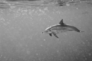 dauphins en nageant sous l'eau photo