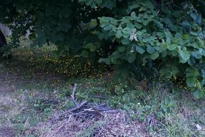 une lot de éclairé luciole sur nuit temps photo