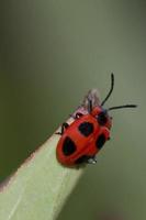 une coccinelle pendaison sur une feuille photo