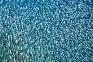 poissons de verre boule d'appât géant se déplaçant sous l'eau photo