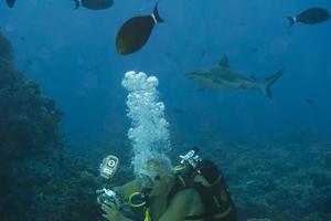 requin mâchoires prêt à attaque photo