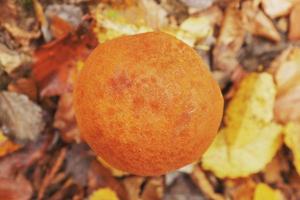 gros champignon avec un chapeau orange dans la forêt d'automne du caucase. photo