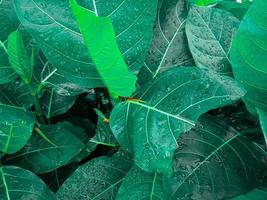 vert feuilles cette sont humide car elles ou ils étaient éclaboussé par eau de pluie, proche en haut photo