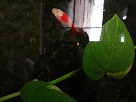 coloré poisson rouge et l'eau fleurs photo