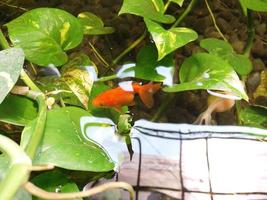 coloré poisson rouge et l'eau fleurs photo