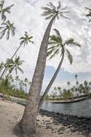 noix de coco paume arbre sur tropical blanc le sable plage photo