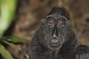 macaque noir à crête tout en vous regardant dans la forêt photo