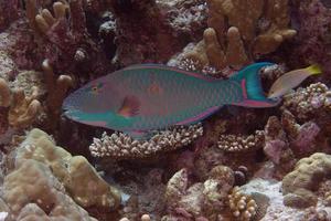 poisson perroquet sous l'eau photo