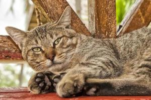 une chat à la recherche à vous tandis que relaxant sur bois banch photo