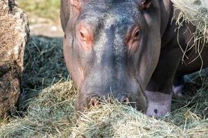 portrait de rhinocéros blanc en mangeant photo