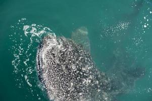 requin baleine en mangeant photo