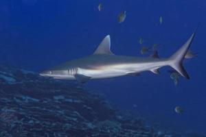 Mâchoires de requin gris prêt à attaquer sous l'eau close up portrait photo