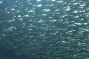 à l'intérieur d'un banc de poissons sous l'eau photo