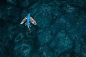 en volant poisson à nuit photo