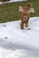 chiot tout en jouant sur la neige photo