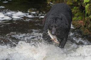 noir ours en mangeant une Saumon dans Alaska rivière photo