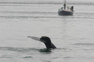 Queue de baleine à bosse en descendant dans la baie du glacier en Alaska photo