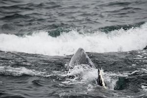 baleine à bosse en alaska photo