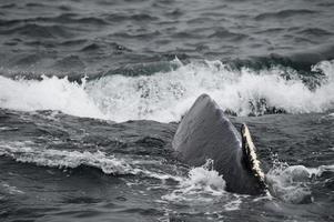 baleine à bosse en alaska photo