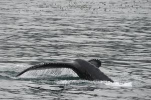 baleine à bosse en alaska photo