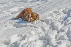 chiot tout en jouant sur la neige photo