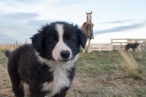 portrait de chien chiot border collie vous regarde photo