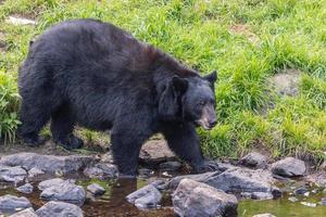 ours arrière géant en venant à vous photo