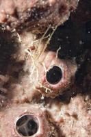 un détail de tête de bernard-l'ermite coloré photo