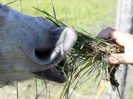 triste âne prisonnier dans une cage en mangeant herbe de Humain main photo