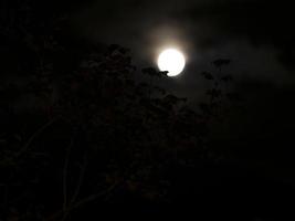 pleine lune sur fond noir photo