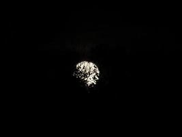 pleine lune sur des branches d'arbres noirs photo