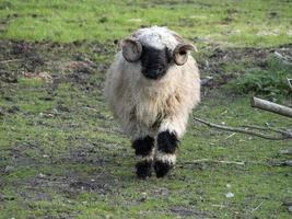 mouflon à venir à vous photo