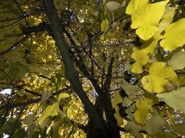 feuilles de tilleul en automne photo