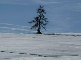 silhouette de pin isolé sur la neige dans les montagnes photo