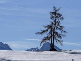 silhouette de pin isolé sur la neige dans les montagnes photo